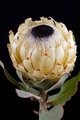 Protea-Protea Barbigera Snow Queen